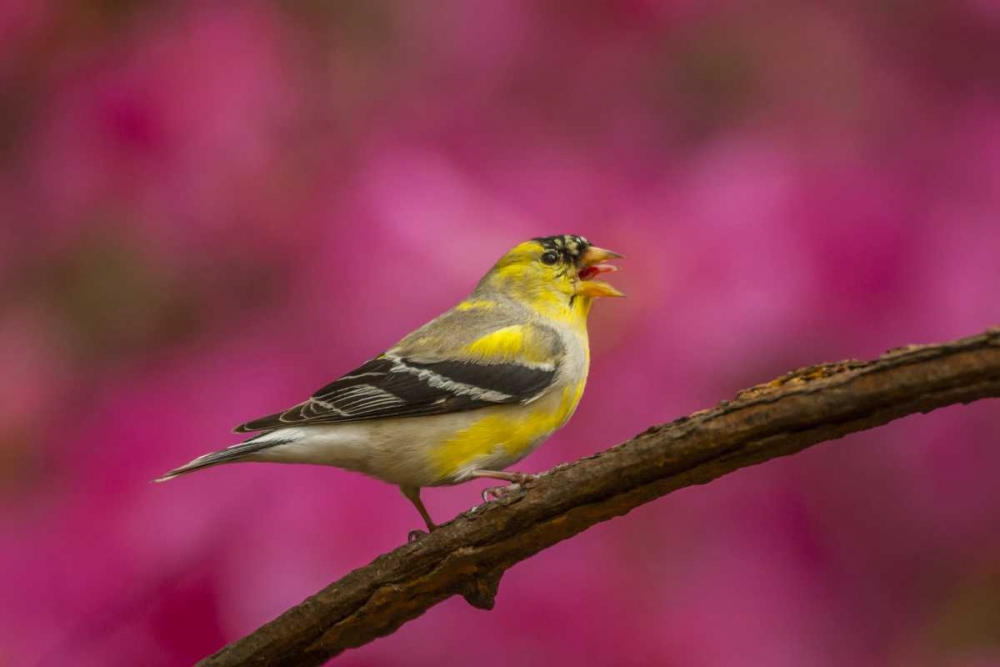North Carolina, American goldfinch singing art print by Cathy and Gordon Illg for $57.95 CAD