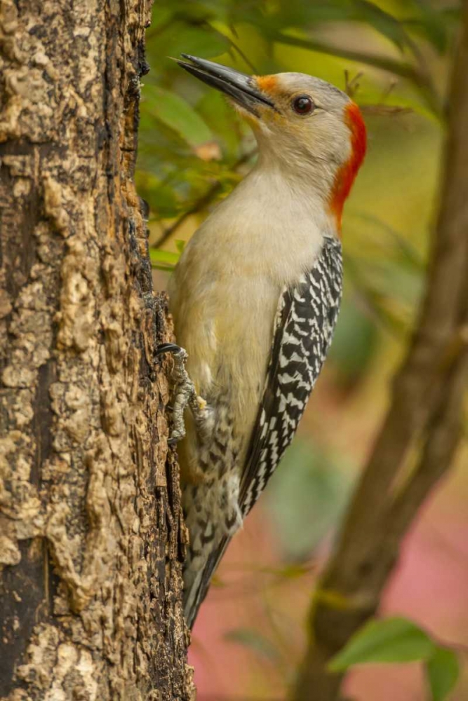 North Carolina, Red-bellied woodpecker on tree art print by Cathy and Gordon Illg for $57.95 CAD