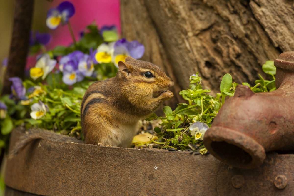 USA, North Carolina Close-up of eastern chipmunk art print by Cathy and Gordon Illg for $57.95 CAD