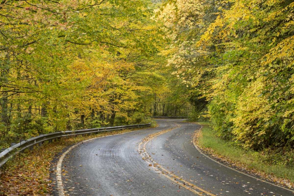 North Carolina Road through autumn forest art print by Don Paulson for $57.95 CAD