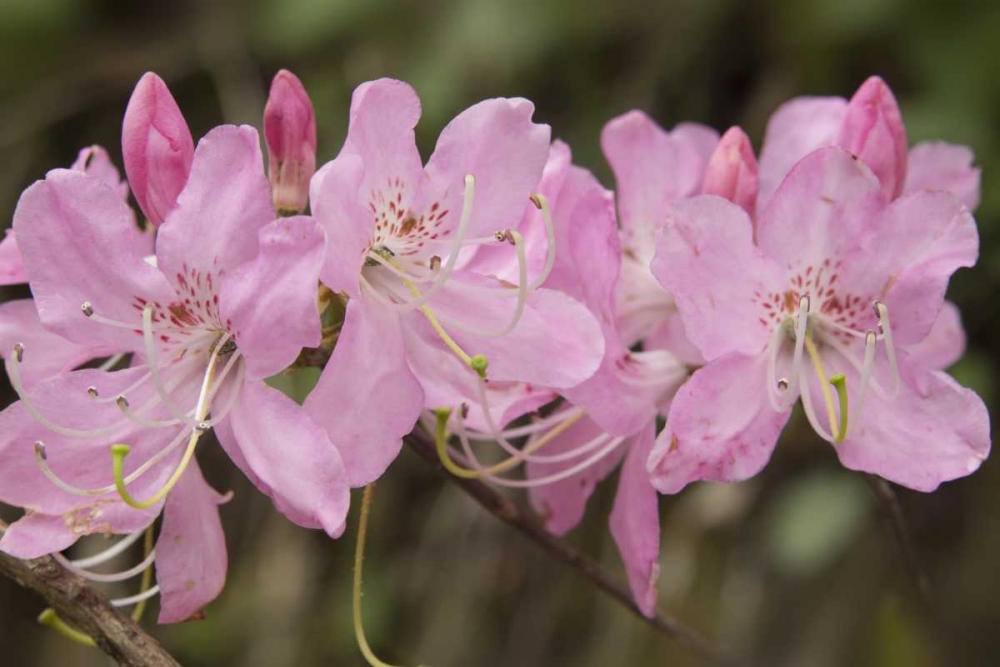 North Carolina Catawba rhododendron flowers art print by Don Grall for $57.95 CAD