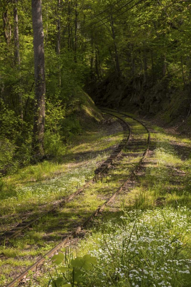 North Carolina Overgrown abandoned rail line art print by Don Grall for $57.95 CAD