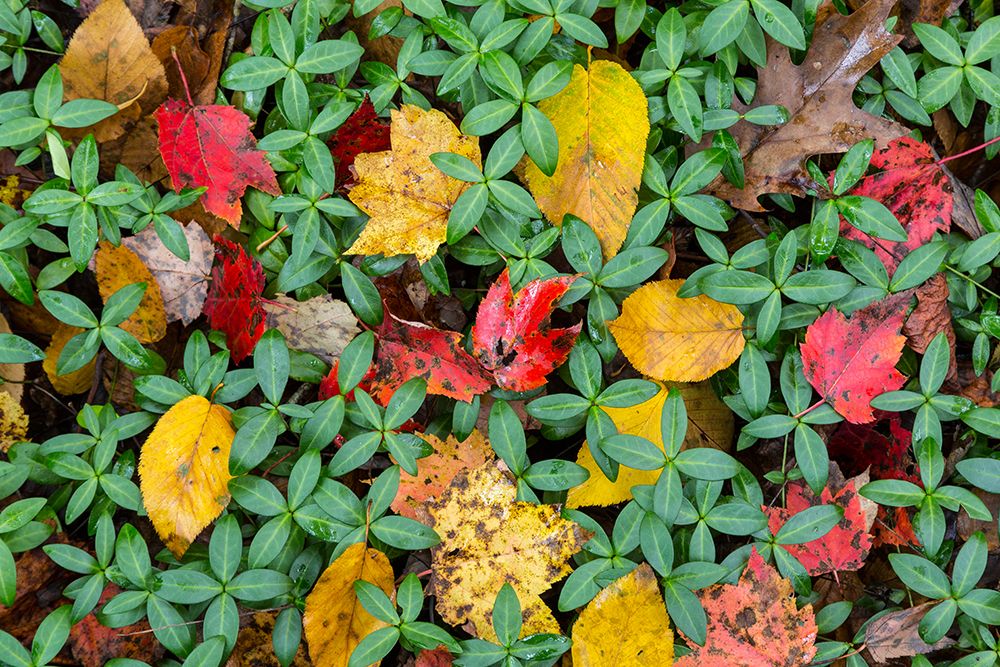 USA, North Carolina. Fall leaves close-up. art print by Jaynes Gallery for $57.95 CAD