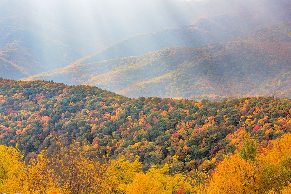USA, North Carolina, Blue Ridge Parkway. Landscape overview of forested hills in autumn. art print by Jaynes Gallery for $57.95 CAD