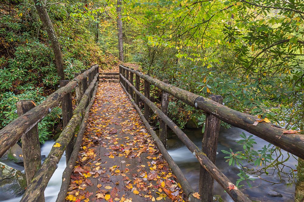 USA, North Carolina, Joyce Kilmer Memorial Forest. Wooden bridge over stream. art print by Jaynes Gallery for $57.95 CAD