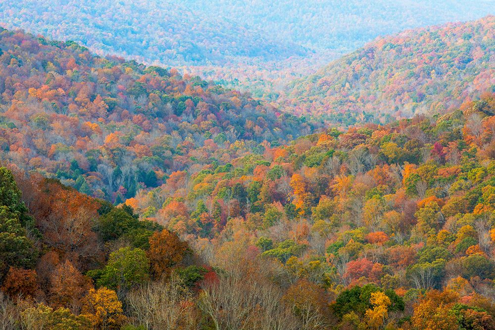 USA, North Carolina, Blue Ridge Parkway. Landscape overview of forested hills in autumn. art print by Jaynes Gallery for $57.95 CAD