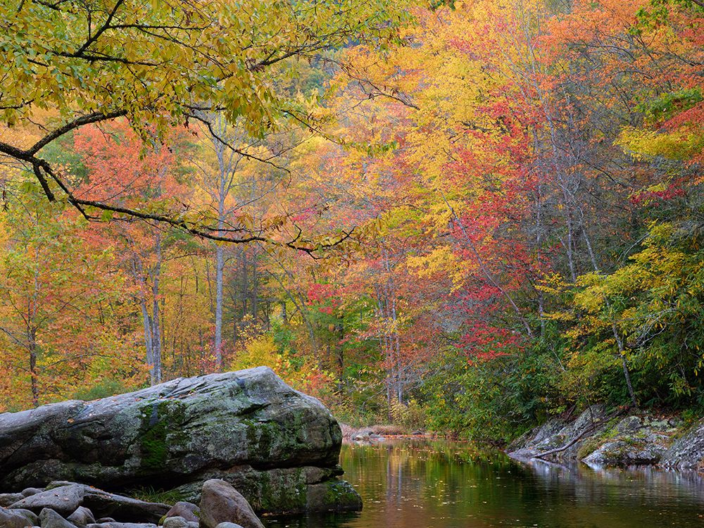 USA, North Carolina, West Fork Pigeon River. Autumn landscape with river and forest. art print by Jaynes Gallery for $57.95 CAD