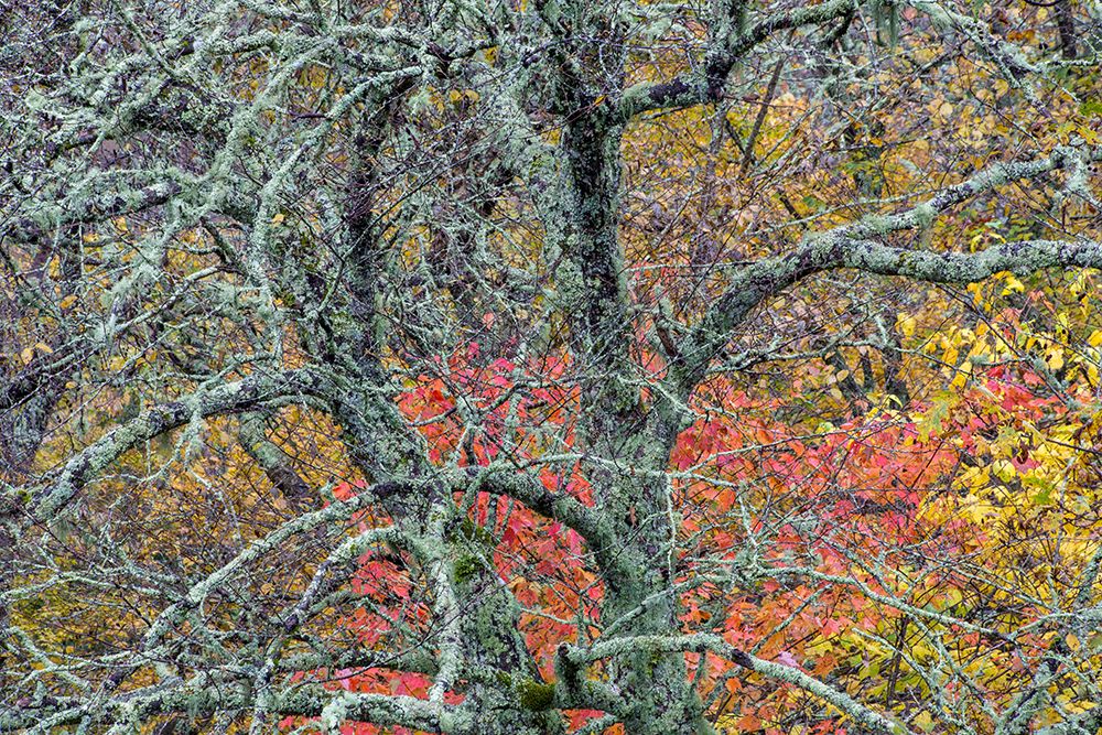 USA, North Carolina, Blue Ridge Parkway. Lichen-covered tree in forest. art print by Jaynes Gallery for $57.95 CAD