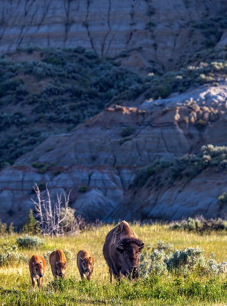 Bison with calves in Theodore Roosevelt National Park, North Dakota, USA. art print by Chuck Haney for $57.95 CAD