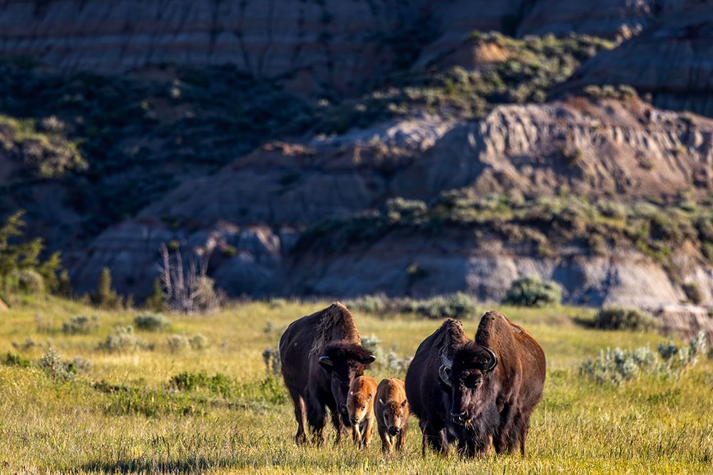 Bison with calves in Theodore Roosevelt National Park, North Dakota, USA. art print by Chuck Haney for $57.95 CAD