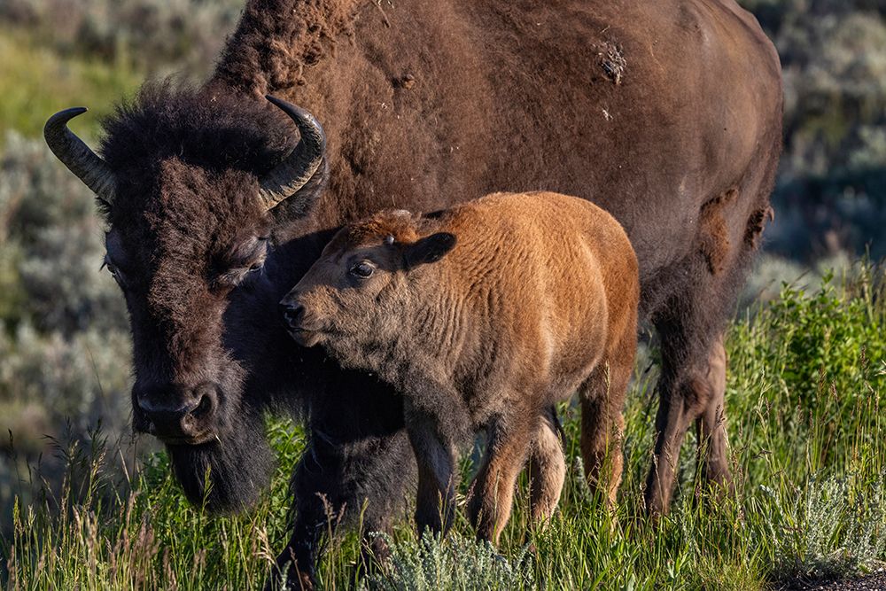 Bison with calves in Theodore Roosevelt National Park, North Dakota, USA. art print by Chuck Haney for $57.95 CAD