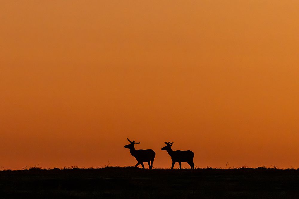 Bull elk silhouetted by the dawn light in Theodore Roosevelt National Park, North Dakota, USA. art print by Chuck Haney for $57.95 CAD