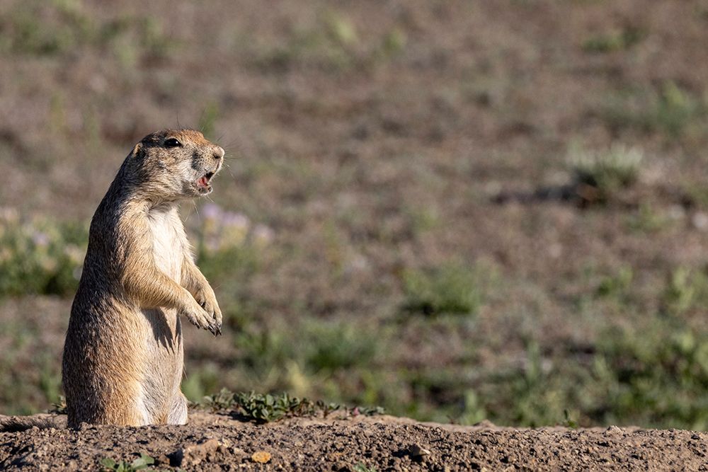 Prairie dogs in Theodore Roosevelt National Park, North Dakota, USA. art print by Chuck Haney for $57.95 CAD