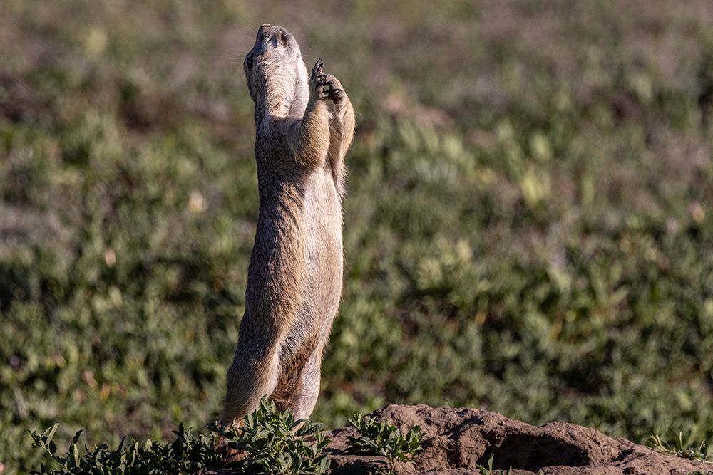 Prairie dog signaling all clear in Theodore Roosevelt National Park, North Dakota, USA. art print by Chuck Haney for $57.95 CAD
