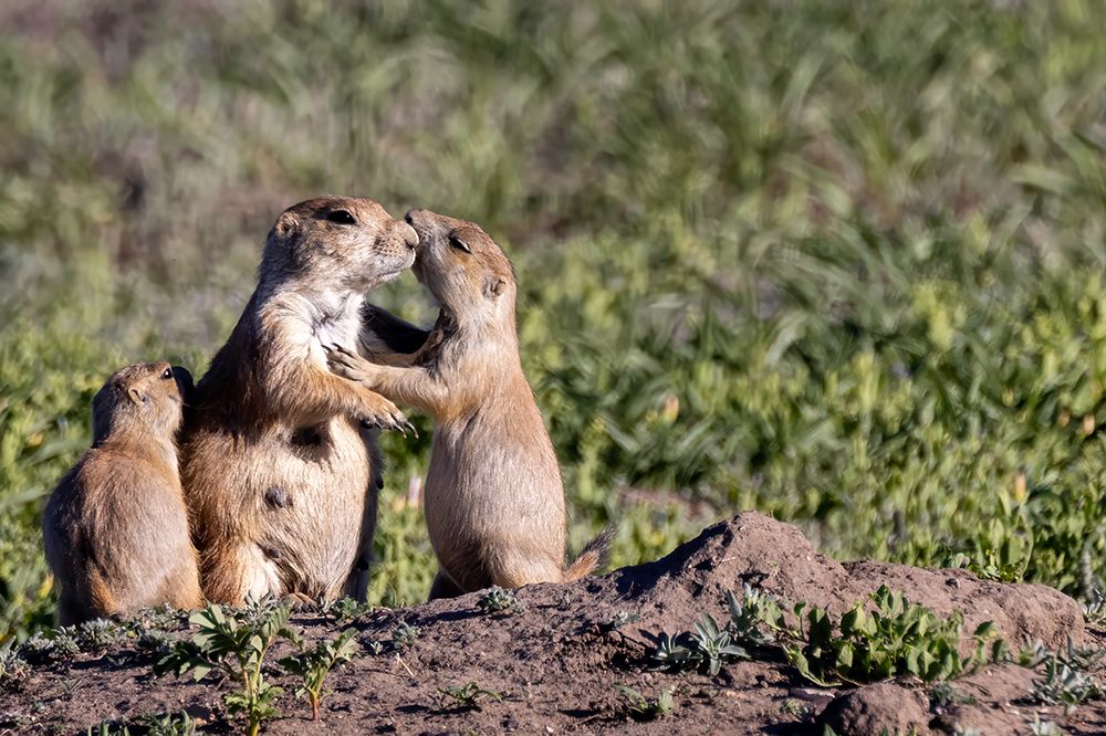 Prairie dog family in Theodore Roosevelt National Park, North Dakota, USA. art print by Chuck Haney for $57.95 CAD