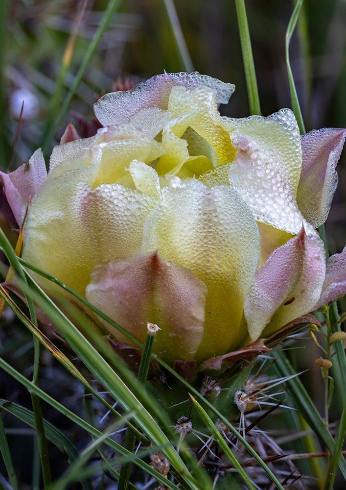 Prickly pear cactus in bloom in Theodore Roosevelt National Park, North Dakota, USA. art print by Chuck Haney for $57.95 CAD