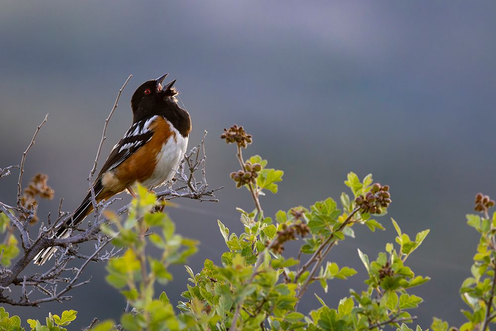 Spotted towhee singing in Theodore Roosevelt National Park, North Dakota, USA. art print by Chuck Haney for $57.95 CAD