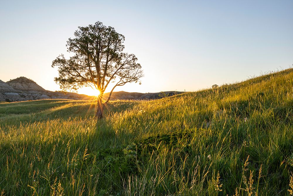 Sunrise in the Jones Creek area in Theodore Roosevelt National Park, North Dakota, USA. art print by Chuck Haney for $57.95 CAD