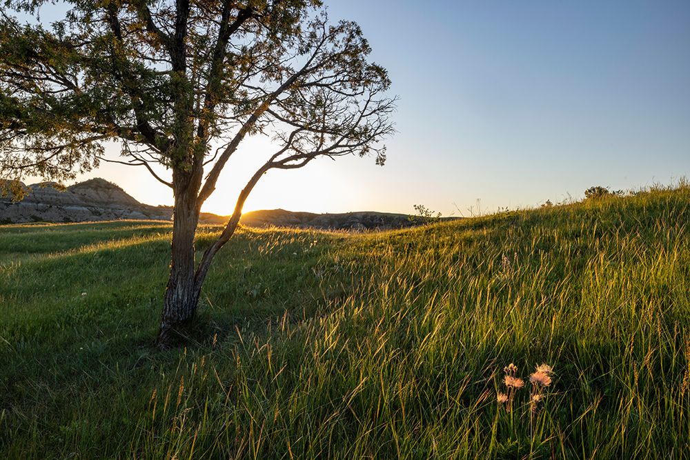Sunrise in the Jones Creek area in Theodore Roosevelt National Park, North Dakota, USA. art print by Chuck Haney for $57.95 CAD