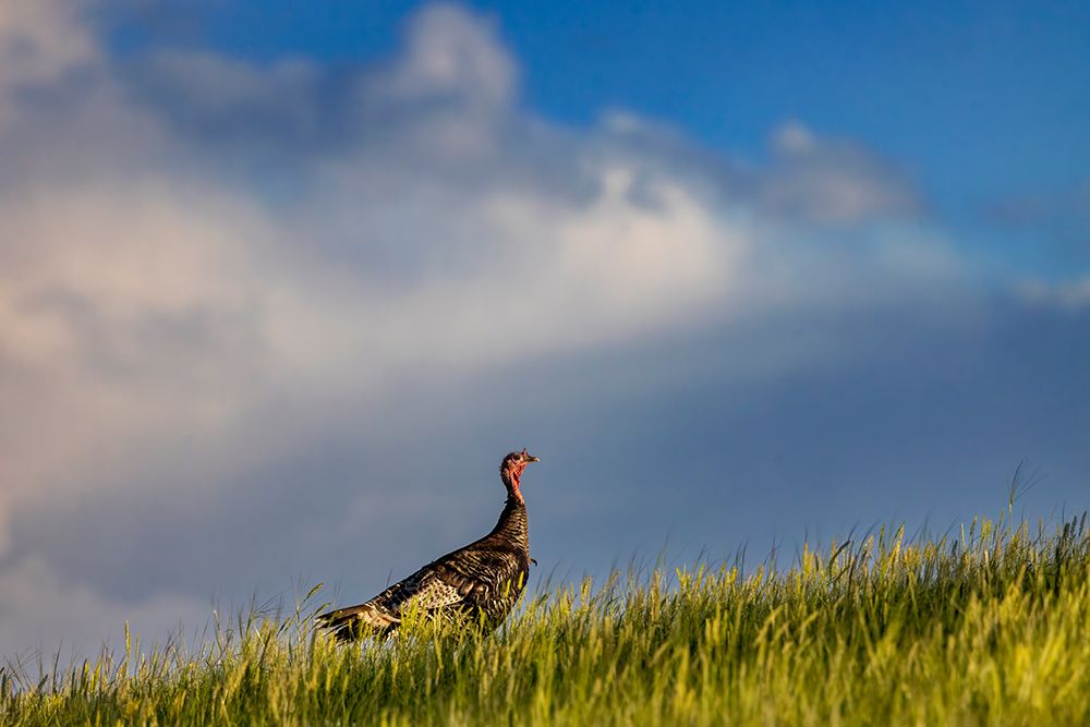 Wild turkey hen in Theodore Roosevelt National Park, North Dakota, USA. art print by Chuck Haney for $57.95 CAD