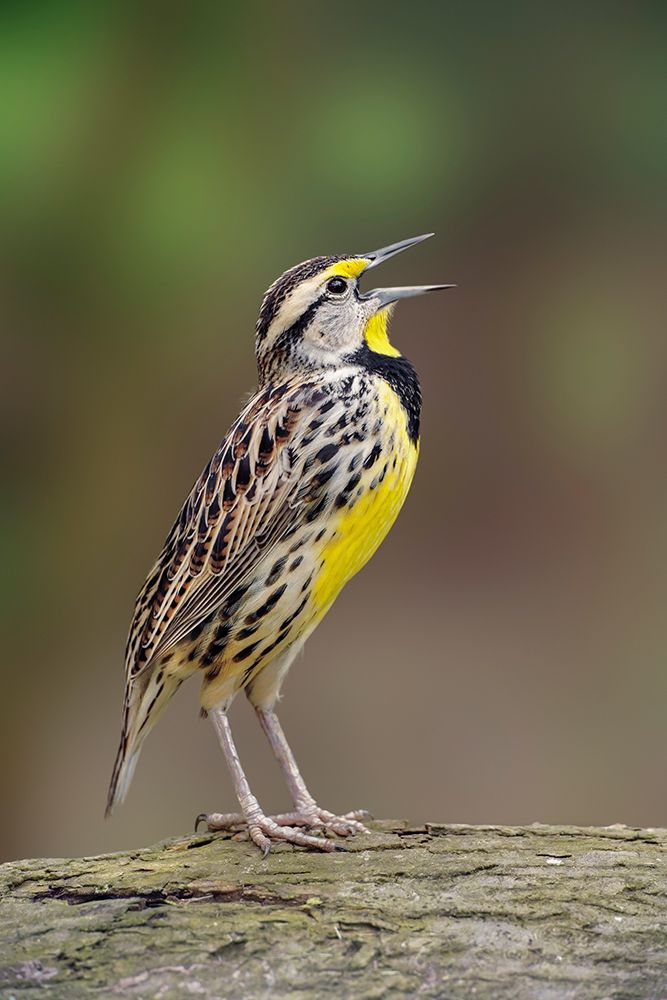 Eastern meadowlark singing-Ohio art print by Adam Jones for $57.95 CAD