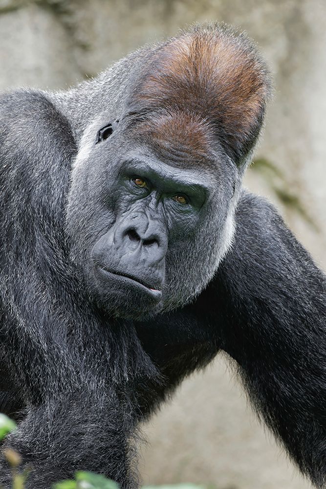Western Gorilla-Cincinnati Zoo art print by Adam Jones for $57.95 CAD
