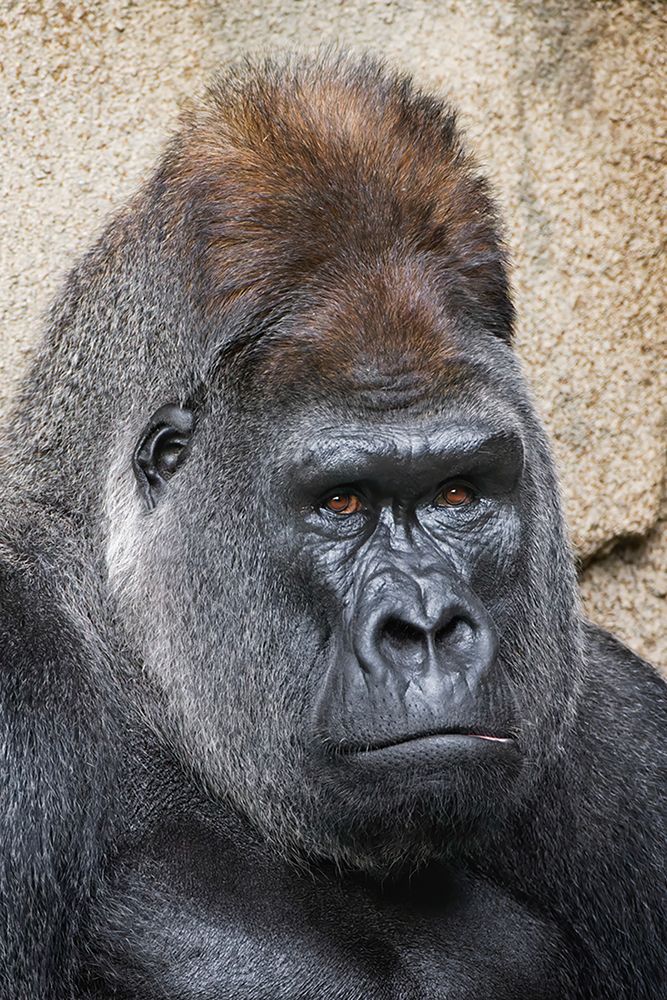 Western Gorilla-Cincinnati Zoo art print by Adam Jones for $57.95 CAD