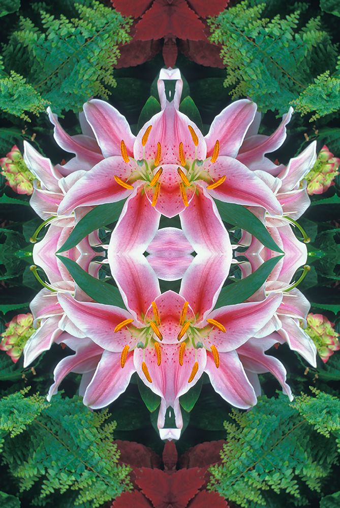 Flipped and reflected Stargazer Lilies-Cincinnati-Ohio art print by Adam Jones for $57.95 CAD