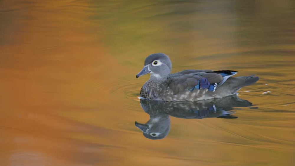 Ohio, Cleveland, Abstract of wood duck hen art print by Arthur Morris for $57.95 CAD