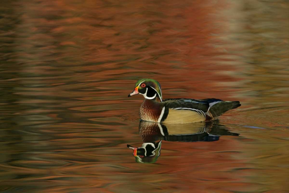 Ohio, Cleveland Wood duck drake swimming art print by Arthur Morris for $57.95 CAD