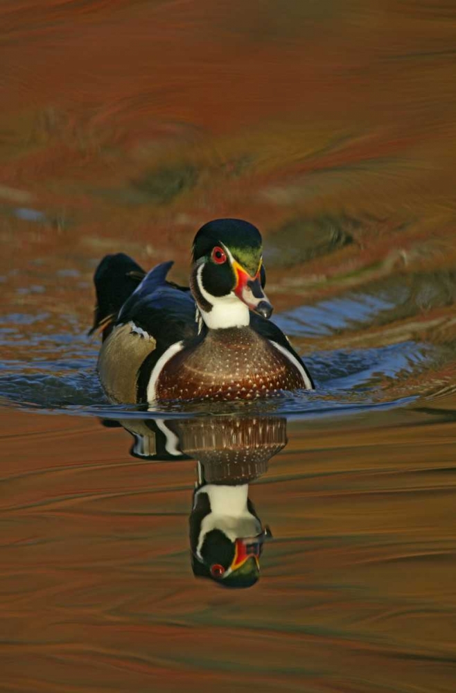 Ohio, Cleveland Wood duck drake swimming art print by Arthur Morris for $57.95 CAD