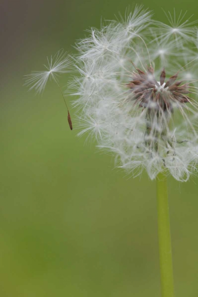 Ohio, Cincinnati Dandelion clock and seedlings art print by Josh Anon for $57.95 CAD