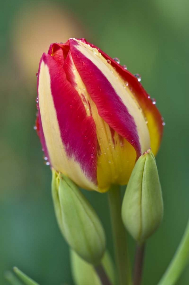 Ohio Close-up of single tulip flower with buds art print by Nancy Rotenberg for $57.95 CAD