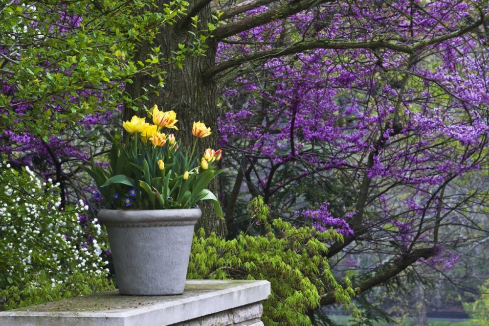 Ohio Potted tulips and redbud tree in garden art print by Nancy Rotenberg for $57.95 CAD