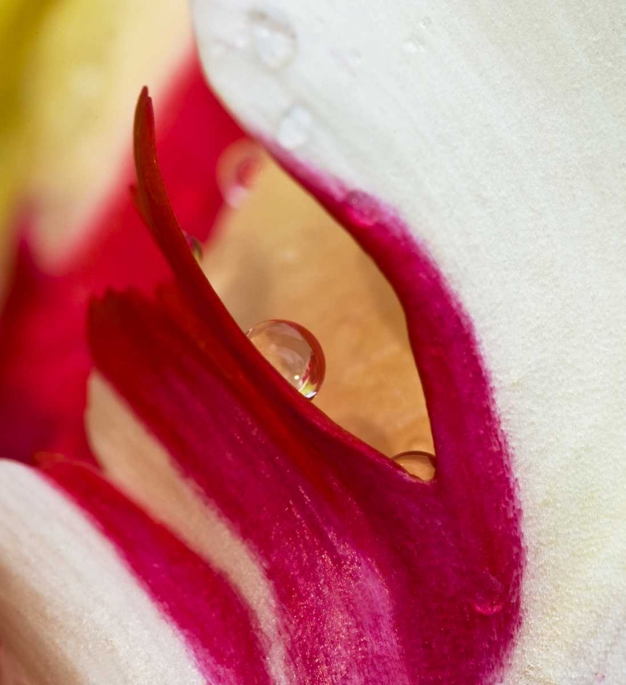 Ohio Tulip flower colors and rain drop art print by Nancy Rotenberg for $57.95 CAD