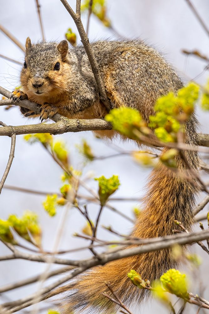 Fox squirrel eating tree buds in Defiance, Ohio, USA. art print by Chuck Haney for $57.95 CAD