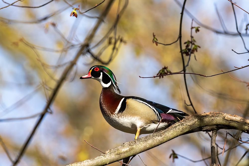 Male wood duck in tree in Defiance, Ohio, USA. art print by Chuck Haney for $57.95 CAD