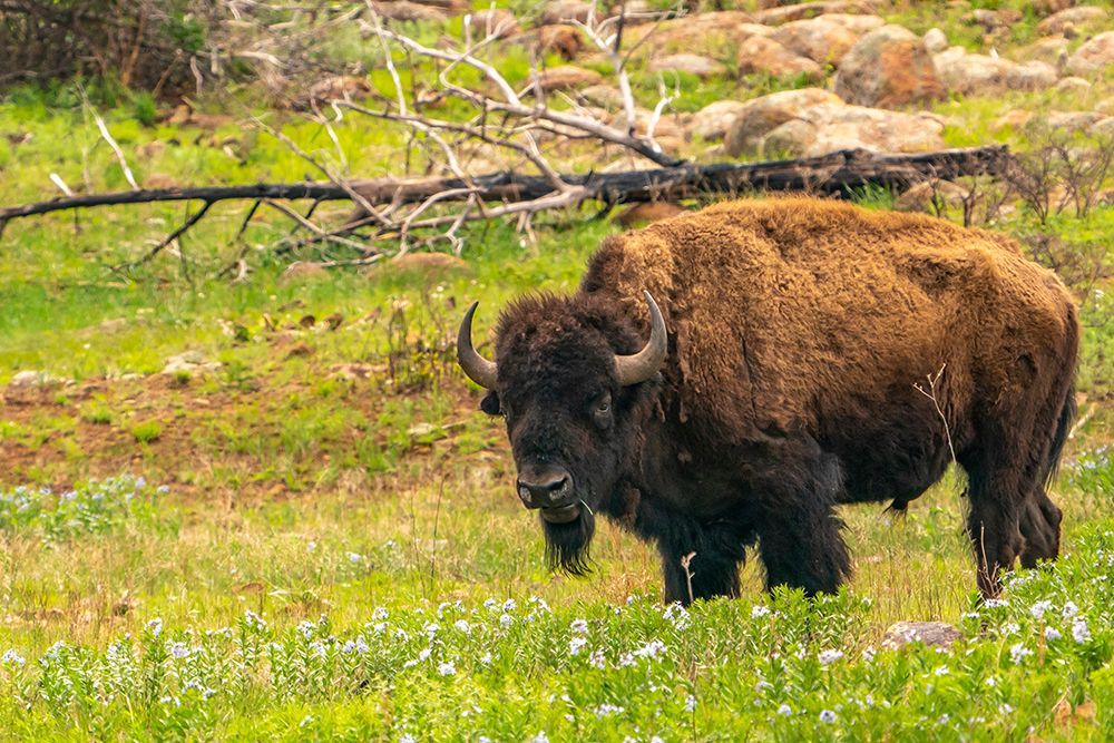 USA-Oklahoma-Wichita Mountains National Wildlife Refuge Bison and flowers in field art print by Jaynes Gallery for $57.95 CAD