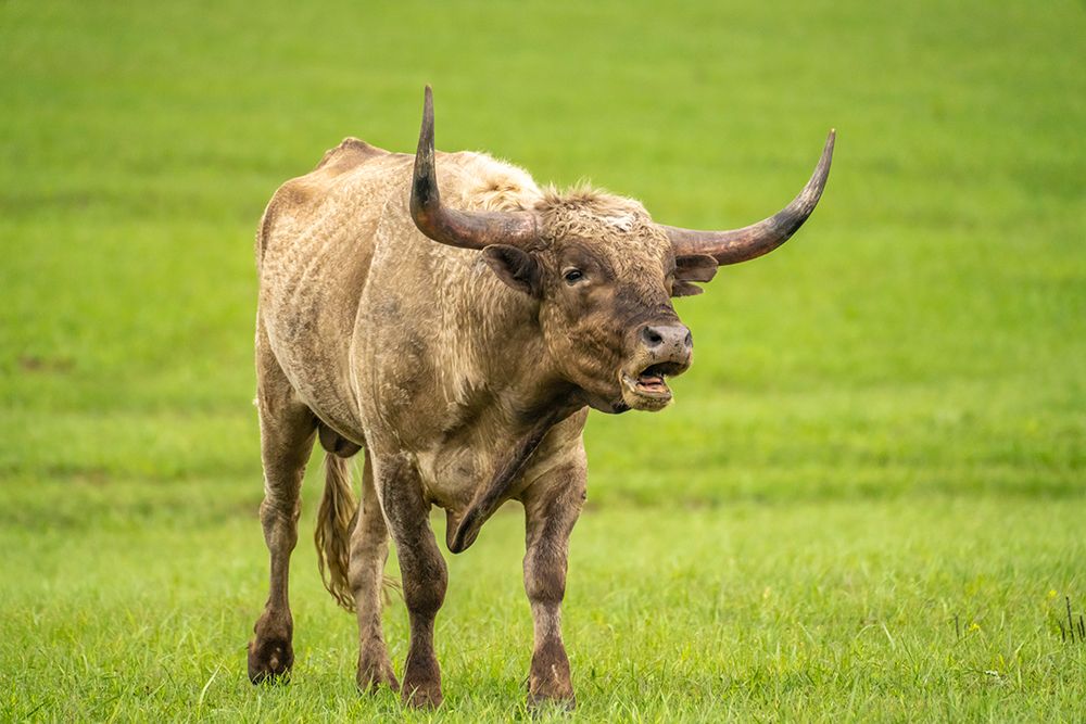 USA-Oklahoma-Wichita Mountains National Wildlife Refuge Longhorn bull bellowing art print by Jaynes Gallery for $57.95 CAD