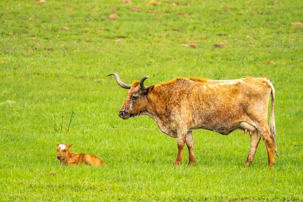 USA-Oklahoma-Wichita Mountains National Wildlife Refuge Longhorn cow with calf art print by Jaynes Gallery for $57.95 CAD
