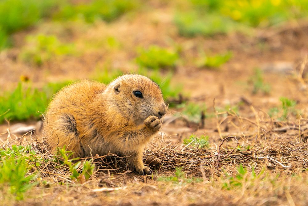 USA-Oklahoma-Wichita Mountains National Wildlife Refuge Baby prairie dog feeding art print by Jaynes Gallery for $57.95 CAD
