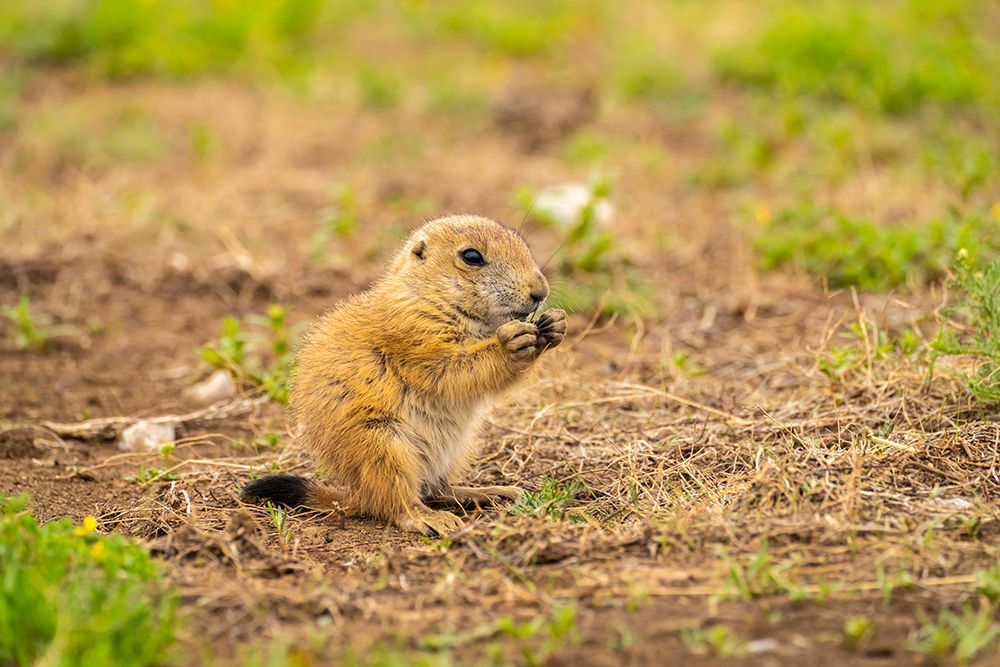 USA-Oklahoma-Wichita Mountains National Wildlife Refuge Baby prairie dog feeding art print by Jaynes Gallery for $57.95 CAD