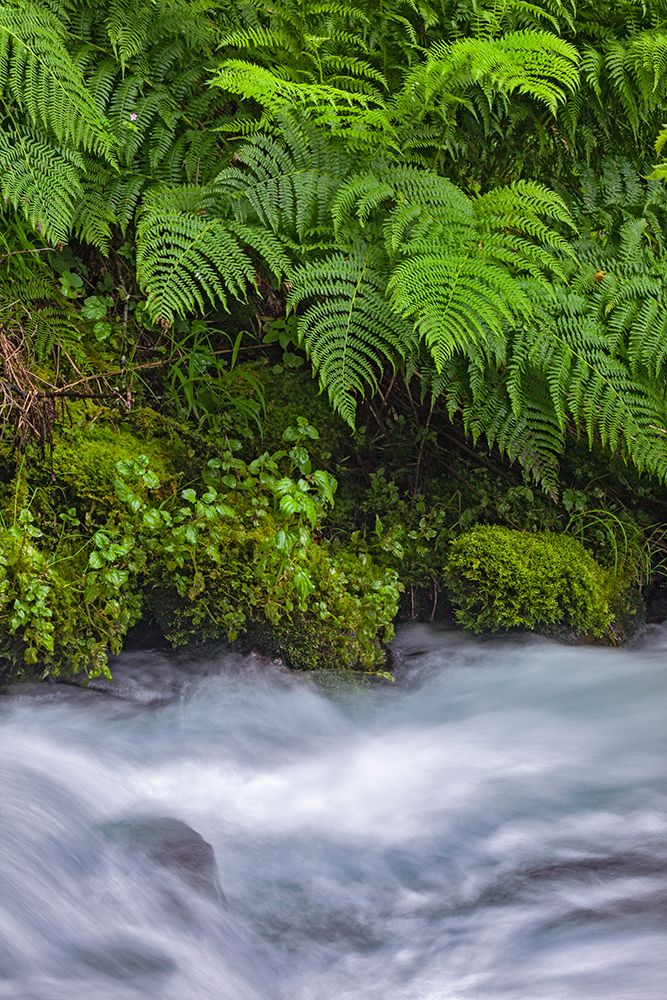 Ferns along cascade-Columbia River Gorge National Scenic Area-Oregon art print by Adam Jones for $57.95 CAD