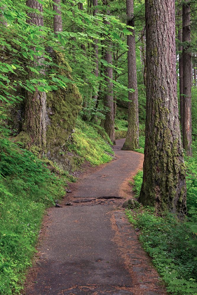 Paved pathway through forest-Columbia River Gorge-Oregon art print by Adam Jones for $57.95 CAD
