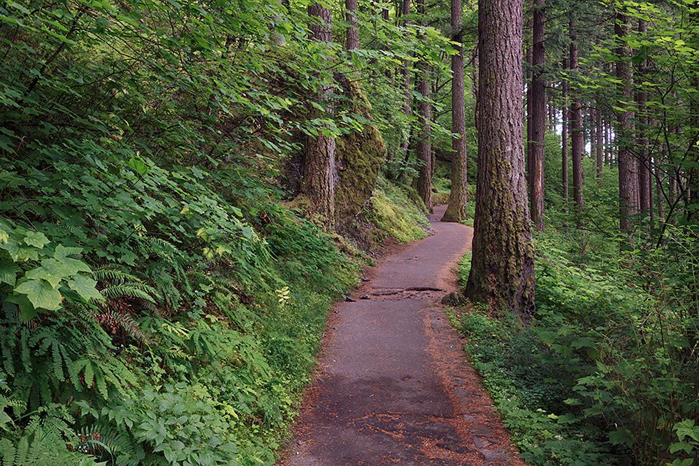 Paved pathway through forest-Columbia River Gorge-Oregon art print by Adam Jones for $57.95 CAD
