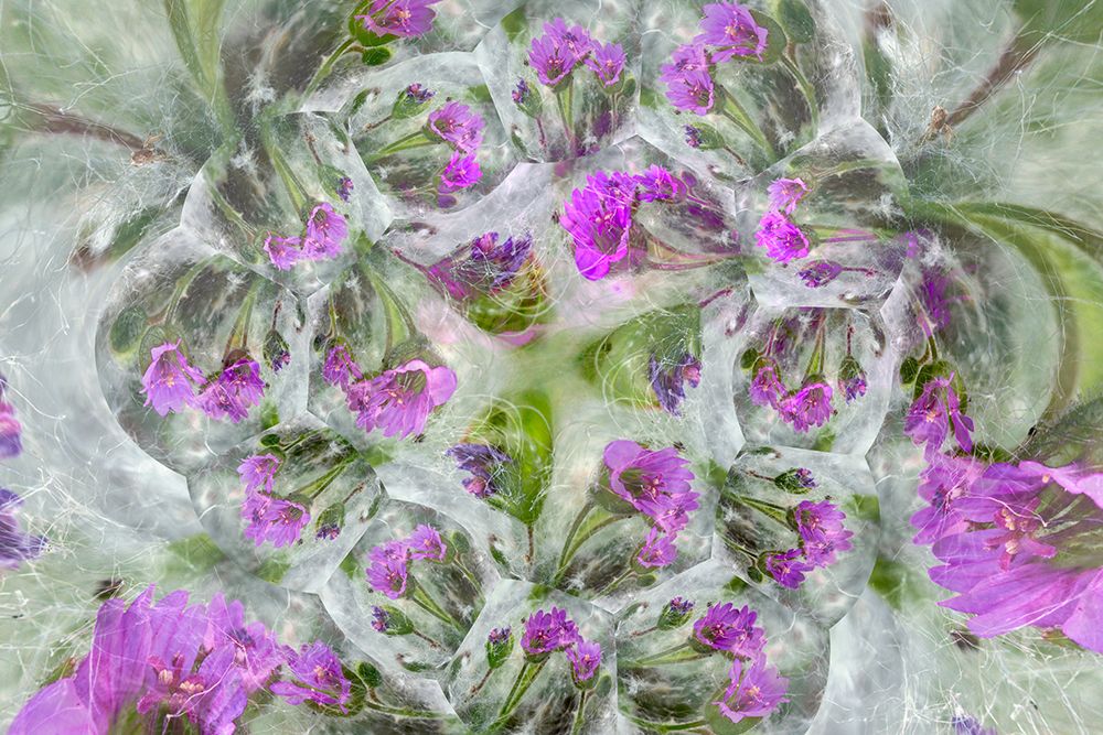 Doves Foot Geranium-Geranium molle-Columbia River Gorge-Oregon art print by Adam Jones for $57.95 CAD