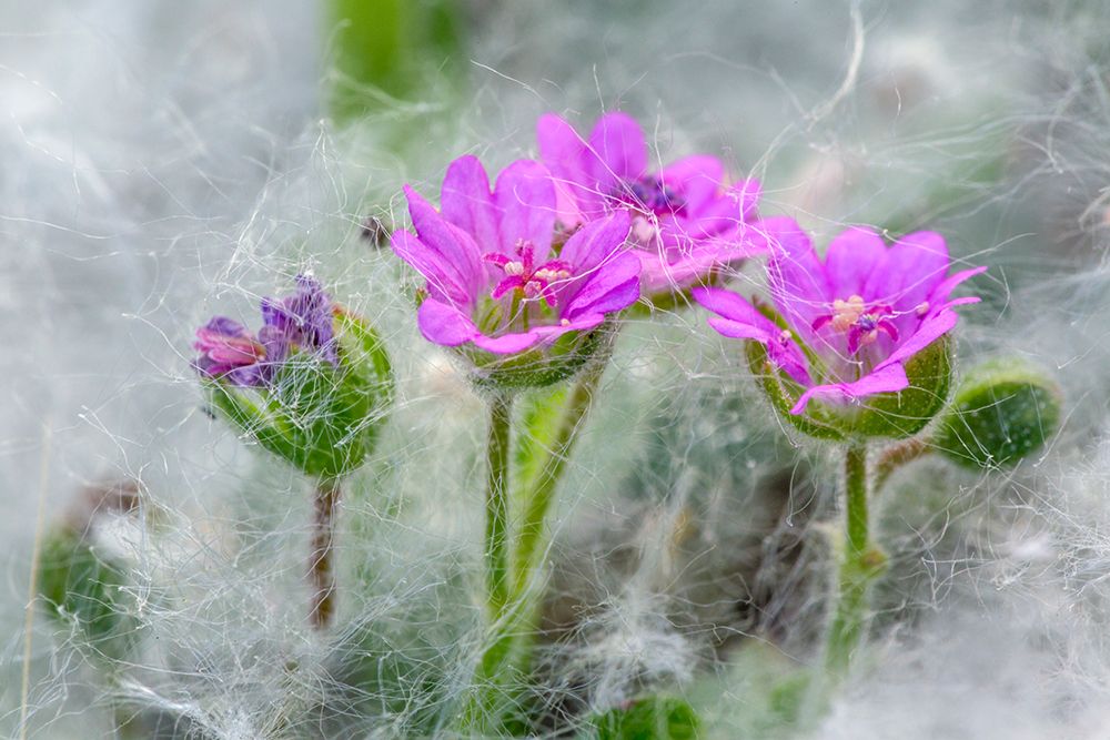 Doves Foot Geranium-Geranium molle-Columbia River Gorge-Oregon art print by Adam Jones for $57.95 CAD