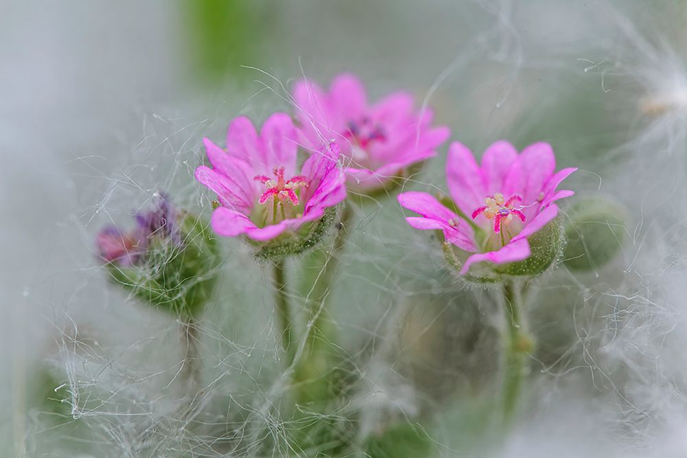 Doves Foot Geranium-Geranium molle-Columbia River Gorge-Oregon art print by Adam Jones for $57.95 CAD