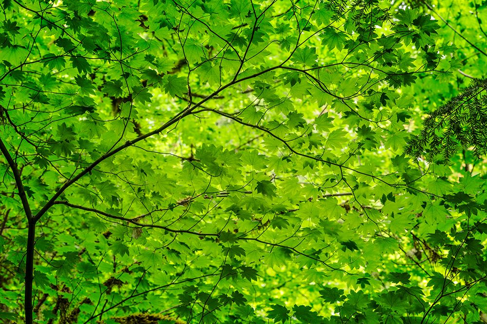 Pattern of green maple leaves-Columbia River Gorge National Scenic Area-Oregon art print by Adam Jones for $57.95 CAD