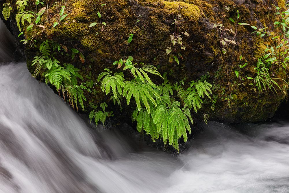 Stream and maidenhair ferns-Columbia River Gorge-Oregon art print by Adam Jones for $57.95 CAD